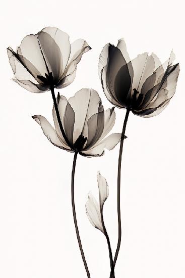 Schwarze Tulpen 2