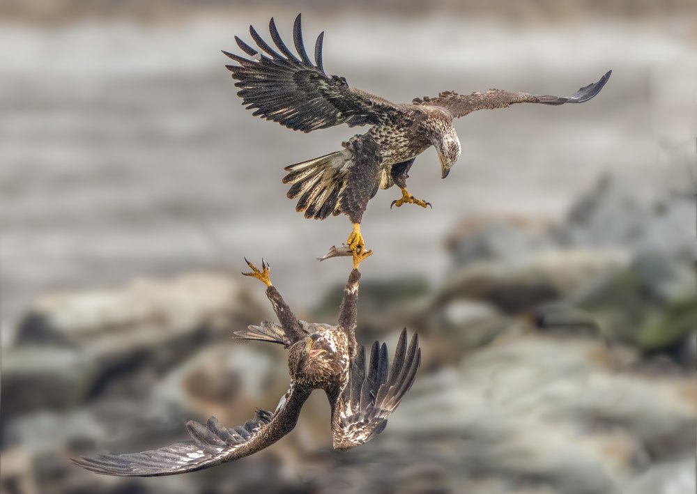 Jungadler kämpfen um Fische von Bill X. Liu