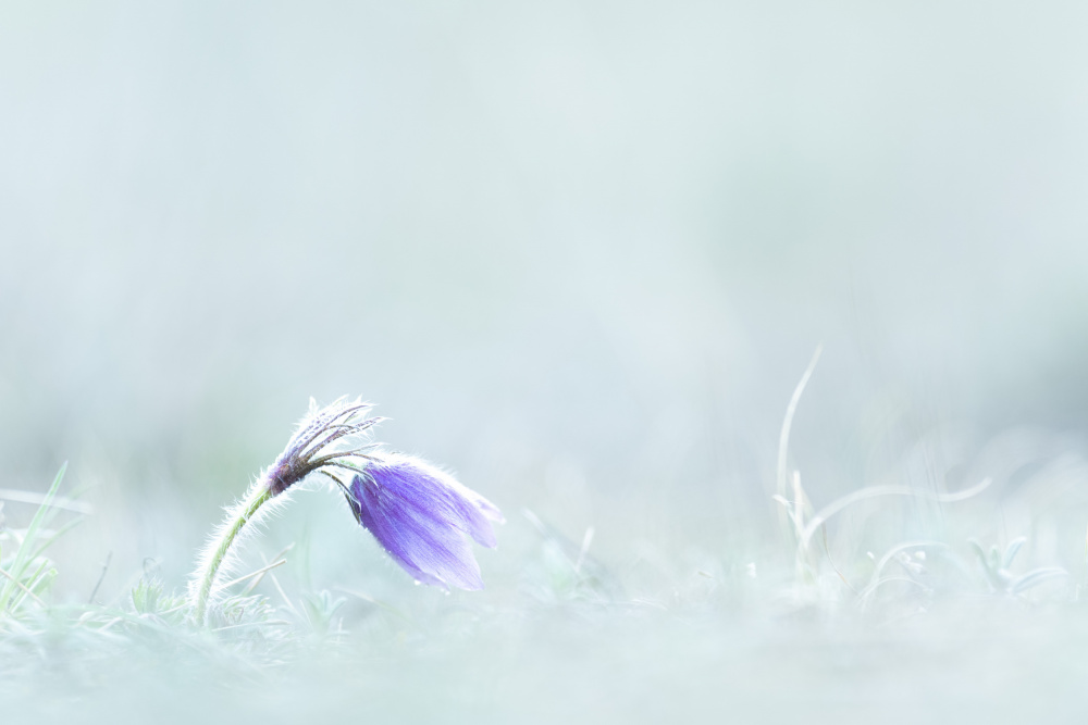 Nahaufnahme einer violetten Blume auf dem Feld von Bjoern Alicke