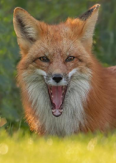 Roter Fuchs
