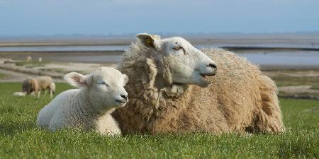 Schafe am Meer – Lamm und Mutterschaf ruhen