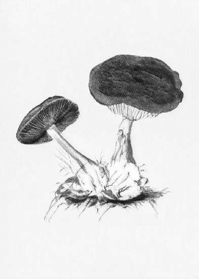 Vintage Violet Webcap Mushroom Bright BW