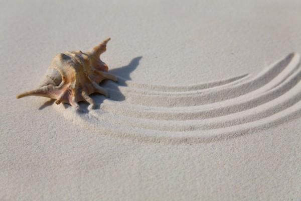 Muschel im Sand von Brigitte Götz
