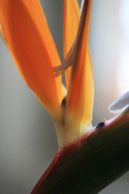 Stelizie orange Paradiesvogelblume von Brita Stein