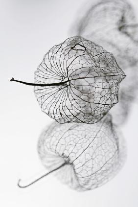 Physalis II