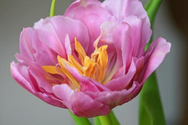 Tulpe rosa von Brita Stein