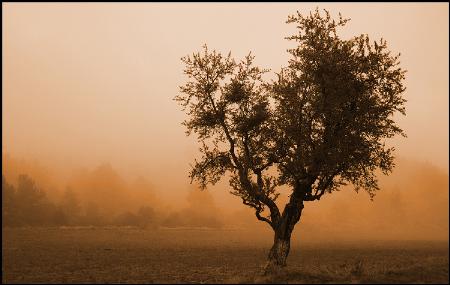 Der Baum