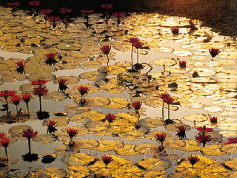 Lotus Pond von Bruno Baumann
