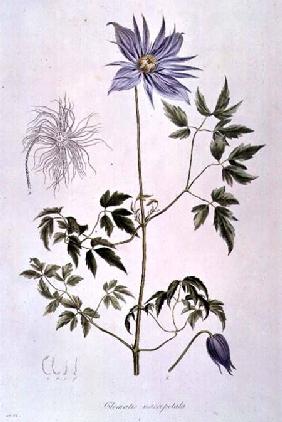 Clematis macropetala from "Icones Plantarum Floram Rossicam" 1829