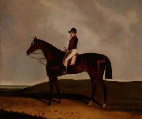 A Bay Racehorse 1851