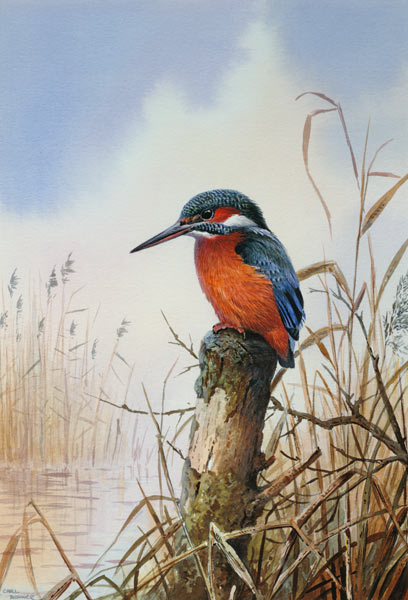 Kingfisher von Carl  Donner