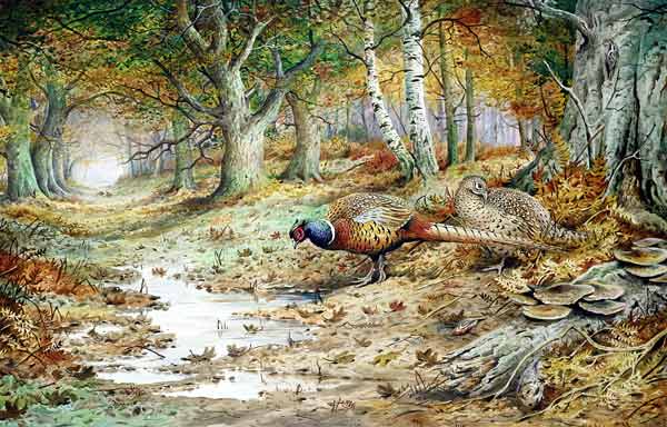 Cock Pheasant and Sulphur Tuft Fungi, (w/c)  von Carl  Donner