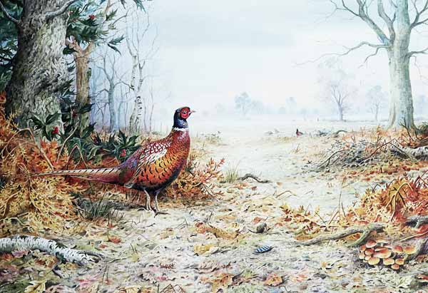 Cock Pheasant (w/c)  von Carl  Donner