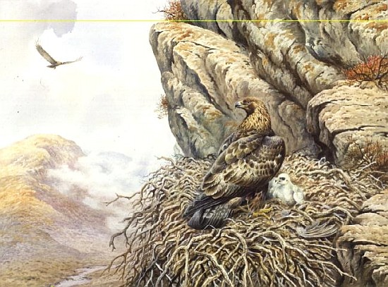 Golden Eagles at Eyrie  von Carl  Donner