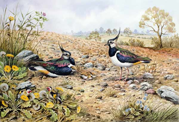 Lapwing Family with Goldfinches  von Carl  Donner