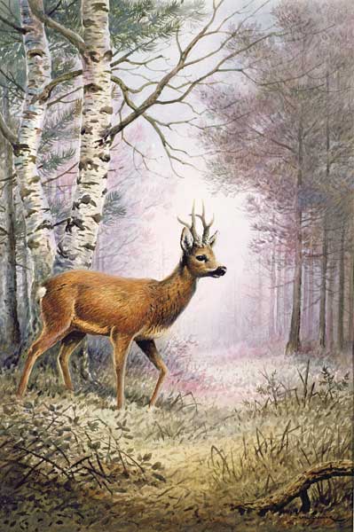 Roe-Deer  von Carl  Donner