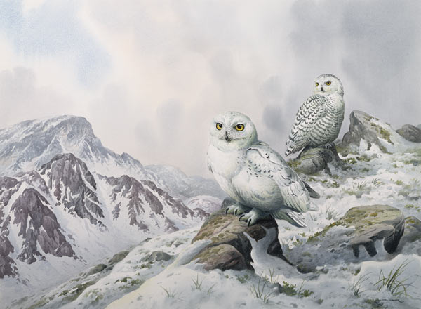 Pair of Snowy Owls in the Snowy Mountains, Australia  von Carl  Donner
