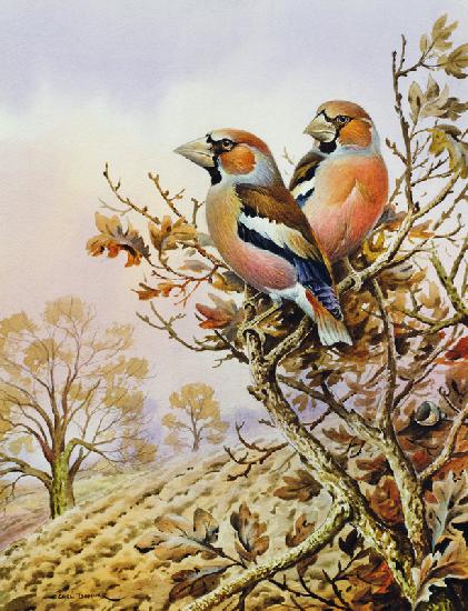 Pair of Chaffinches 