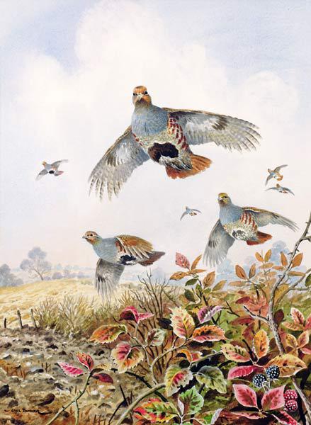 Flushed Partridges 