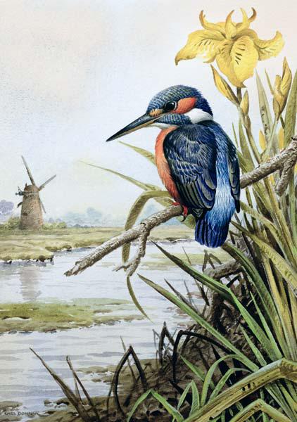 Kingfisher with Flag Iris and Windmill 
