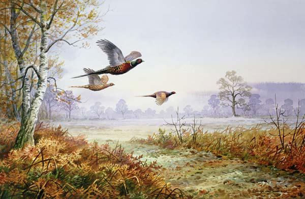 Pheasants in Flight (w/c) 