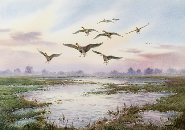 White-Fronted Geese Alighting  von Carl  Donner