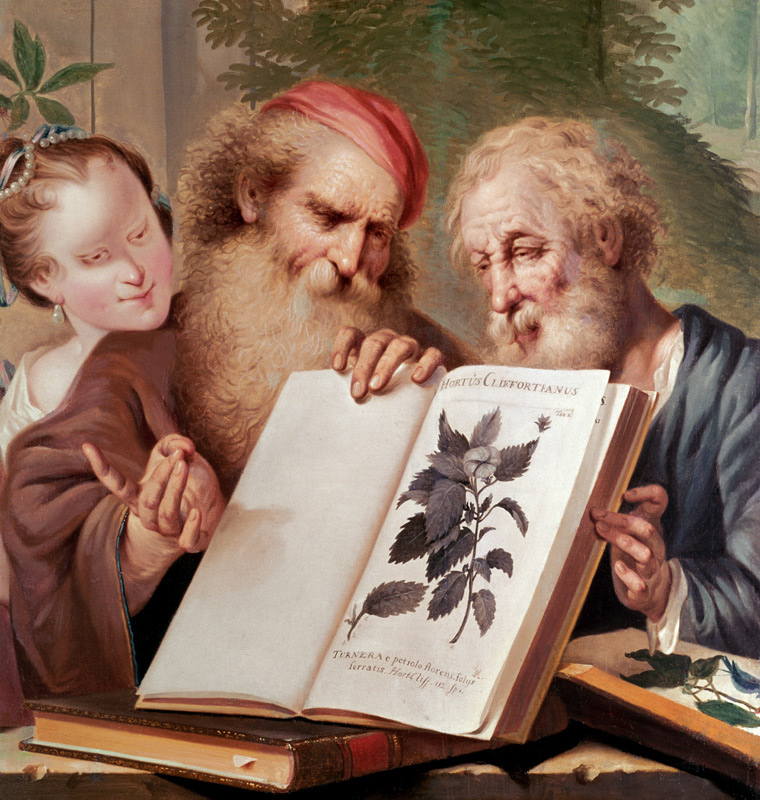 Illustration from Hortus Cliffortianus von Carl  Linnaeus