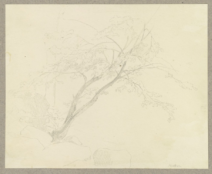 An einem Geröllhang wachsender Baum von Carl Theodor Reiffenstein