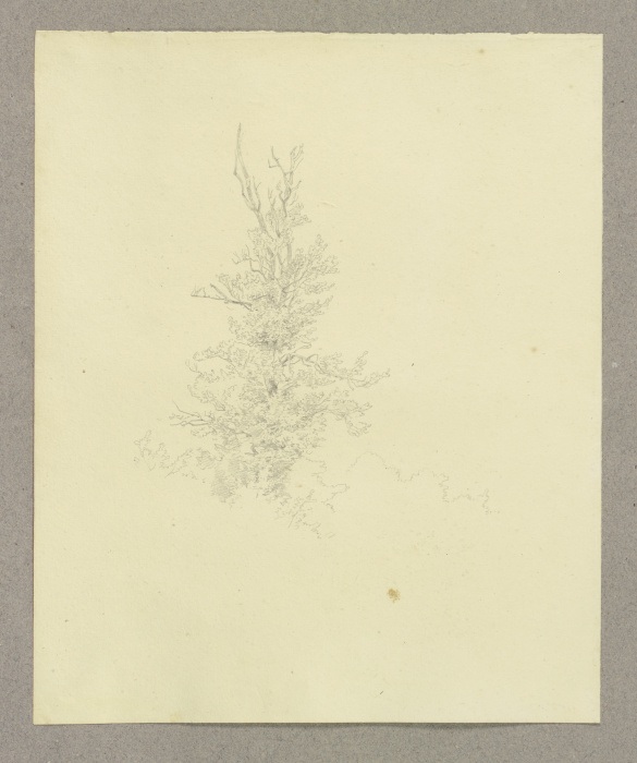 Baum von Carl Theodor Reiffenstein