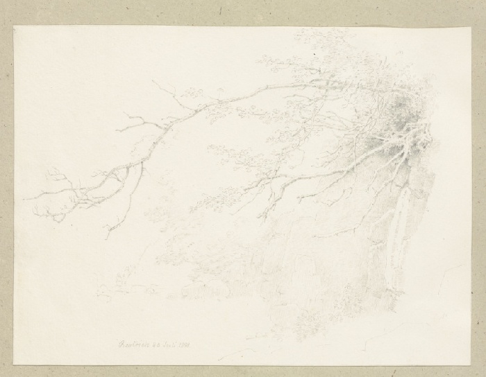 Baum am Felshang bei Bertrich von Carl Theodor Reiffenstein