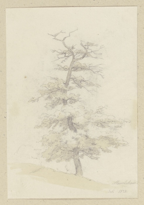 Baum an einem sanften Hang von Carl Theodor Reiffenstein
