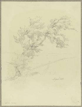 Baum auf dem Feldberg