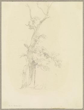 Baum mit kahler Krone auf der Försterwiese am Feldberg