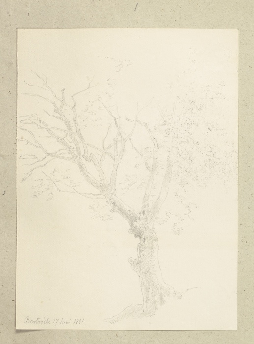 Ein Baum von Carl Theodor Reiffenstein