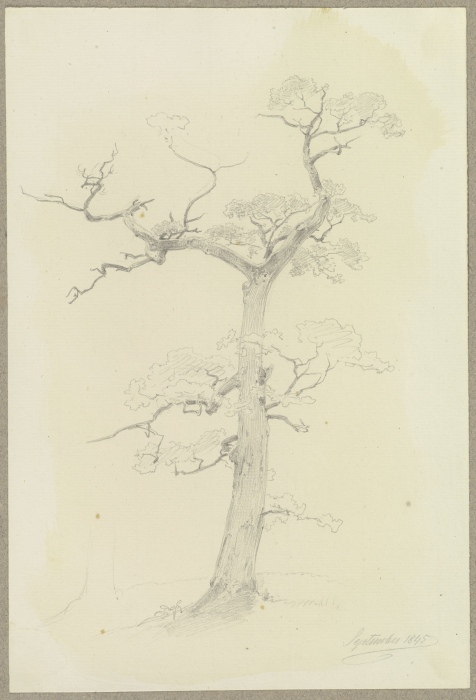 Ein großenteils abgestorbener Baum von Carl Theodor Reiffenstein