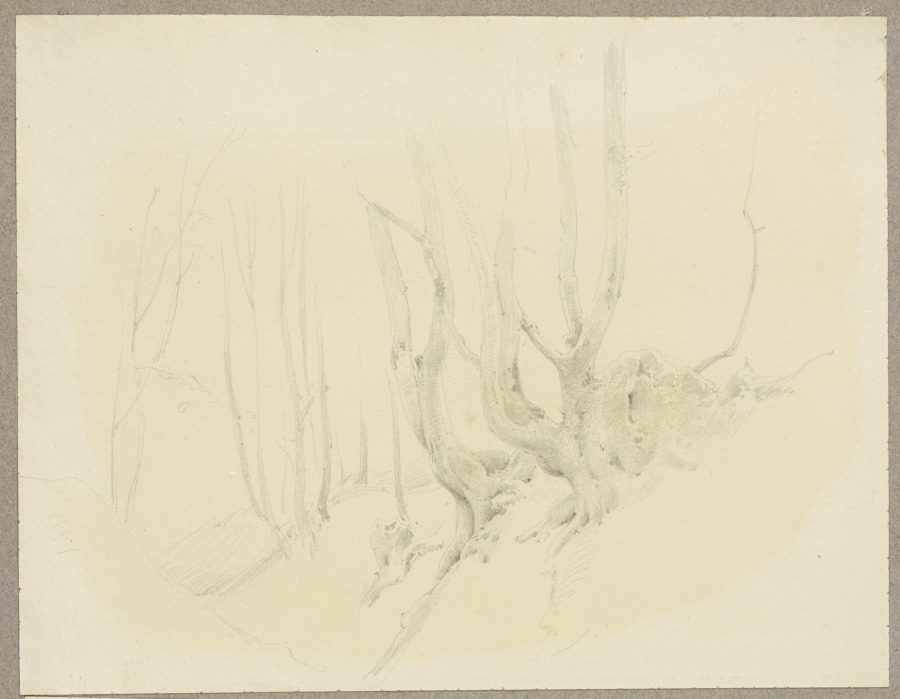 Freiliegendes Wurzelwerk am Hang wachsender Bäume von Carl Theodor Reiffenstein