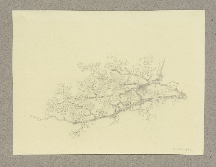 Hauptast eines Baumes von Carl Theodor Reiffenstein