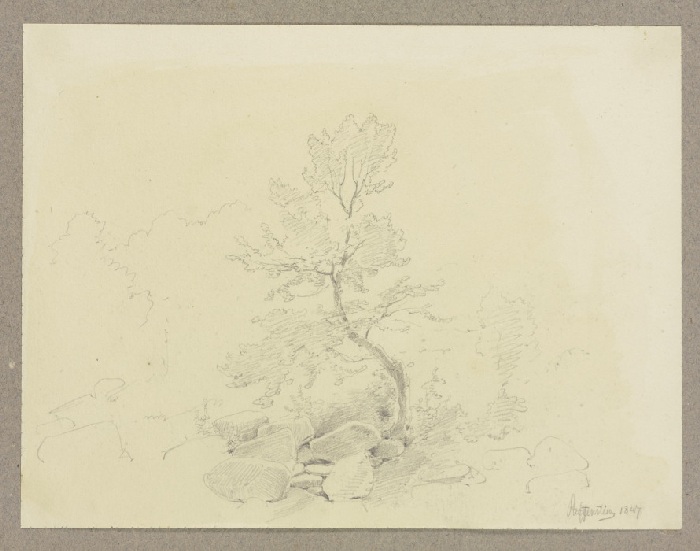 Junger Baum, aus einem Steinhaufen hervorwachsend von Carl Theodor Reiffenstein