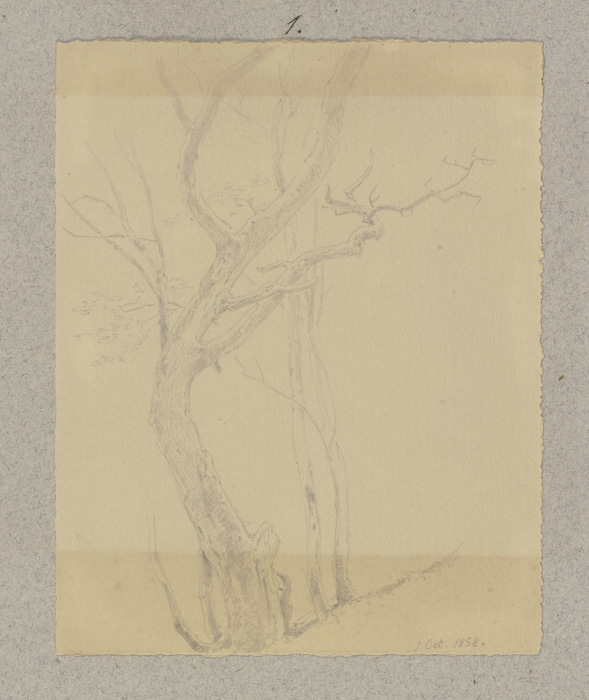Kahler Baum von Carl Theodor Reiffenstein