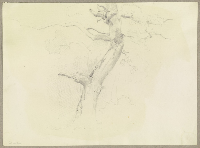 Nahezu abgestorbener Baum bei Eberbach im Rheingau von Carl Theodor Reiffenstein