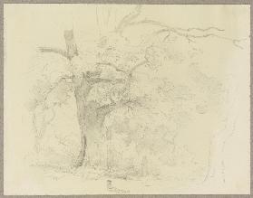 Waldpartie, im Vordergrund ein alter Baum
