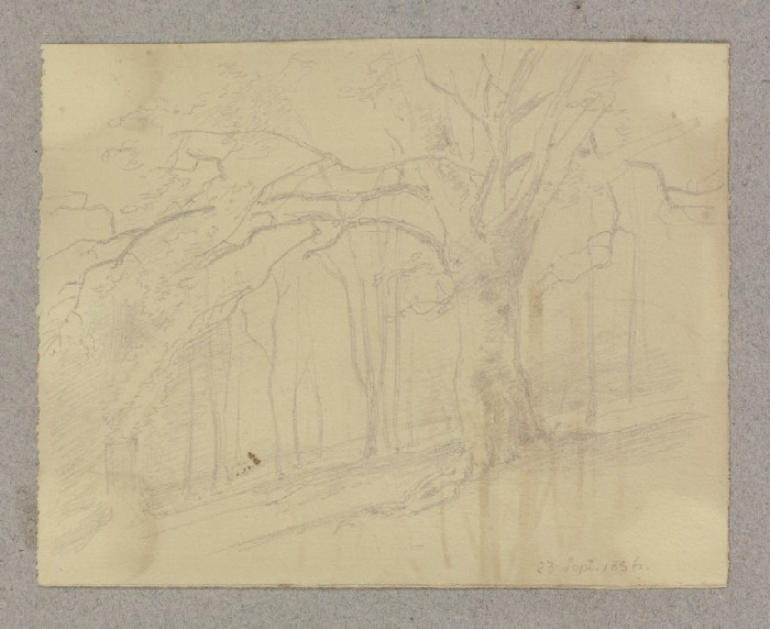 Waldpartie mit altem Baum von Carl Theodor Reiffenstein
