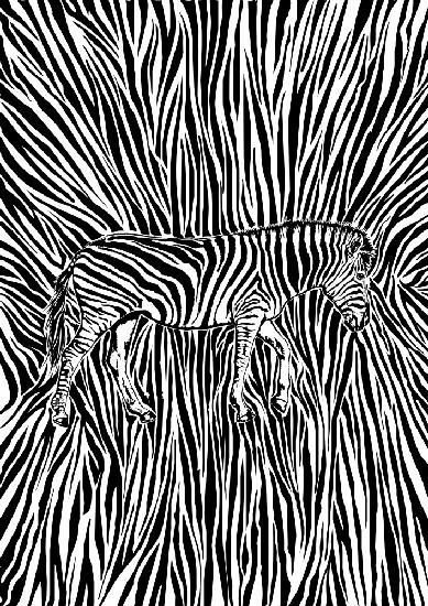 Auffällige Tarnung des afrikanischen Zebras