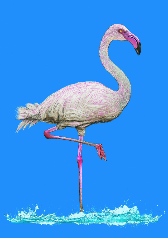 Rosafarbener Flamingo im wasserblauen Himmel von Carlo Kaminski