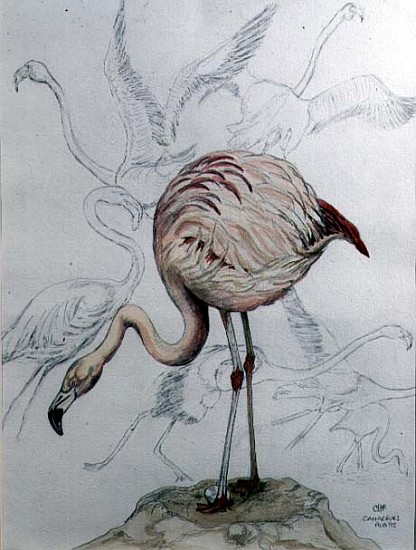 Flamingo (pencil and w/c on paper)  von Carolyn  Hubbard-Ford