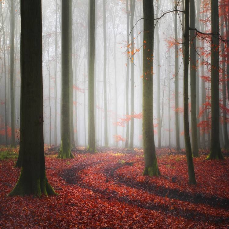 Autumnal Tracks von Carsten Meyerdierks