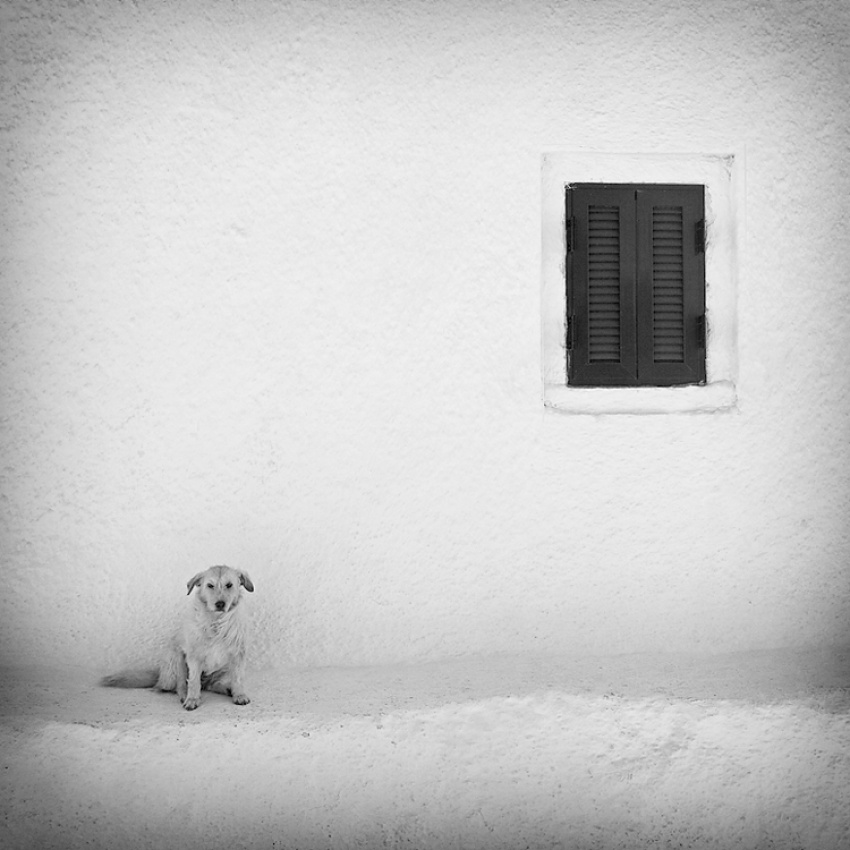 einsamer Hund von Carsten Meyerdierks