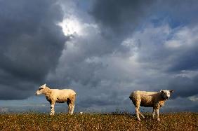 Schafe auf Nordstrand