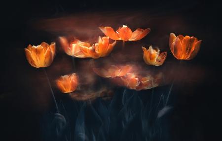 Tulpen in Flammen