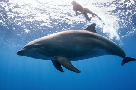 Delphin und Mensch